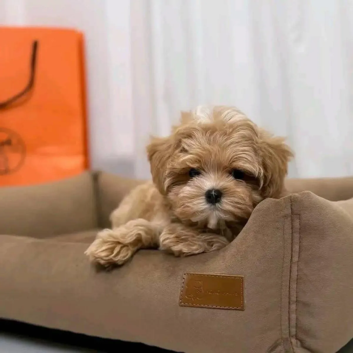 训练有素的贵宾犬幼犬寻找新家。