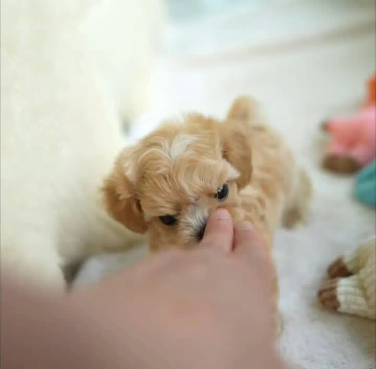 可爱的贵宾犬幼犬，完全训练好，寻找新家。