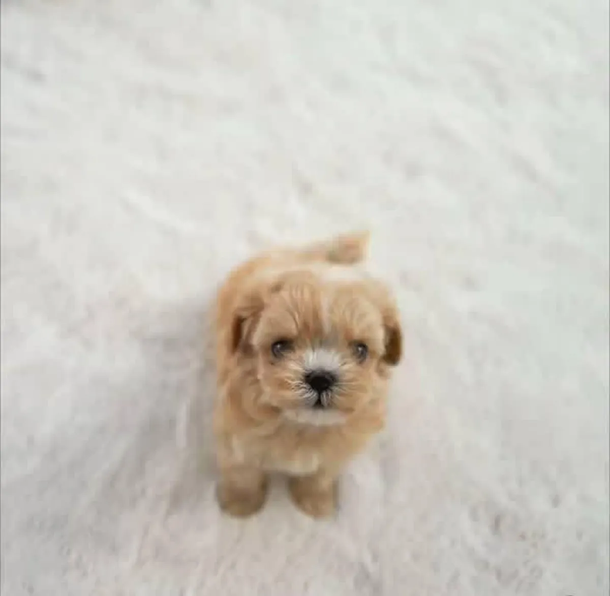 可爱的贵宾犬幼犬，完全训练好，寻找新家。