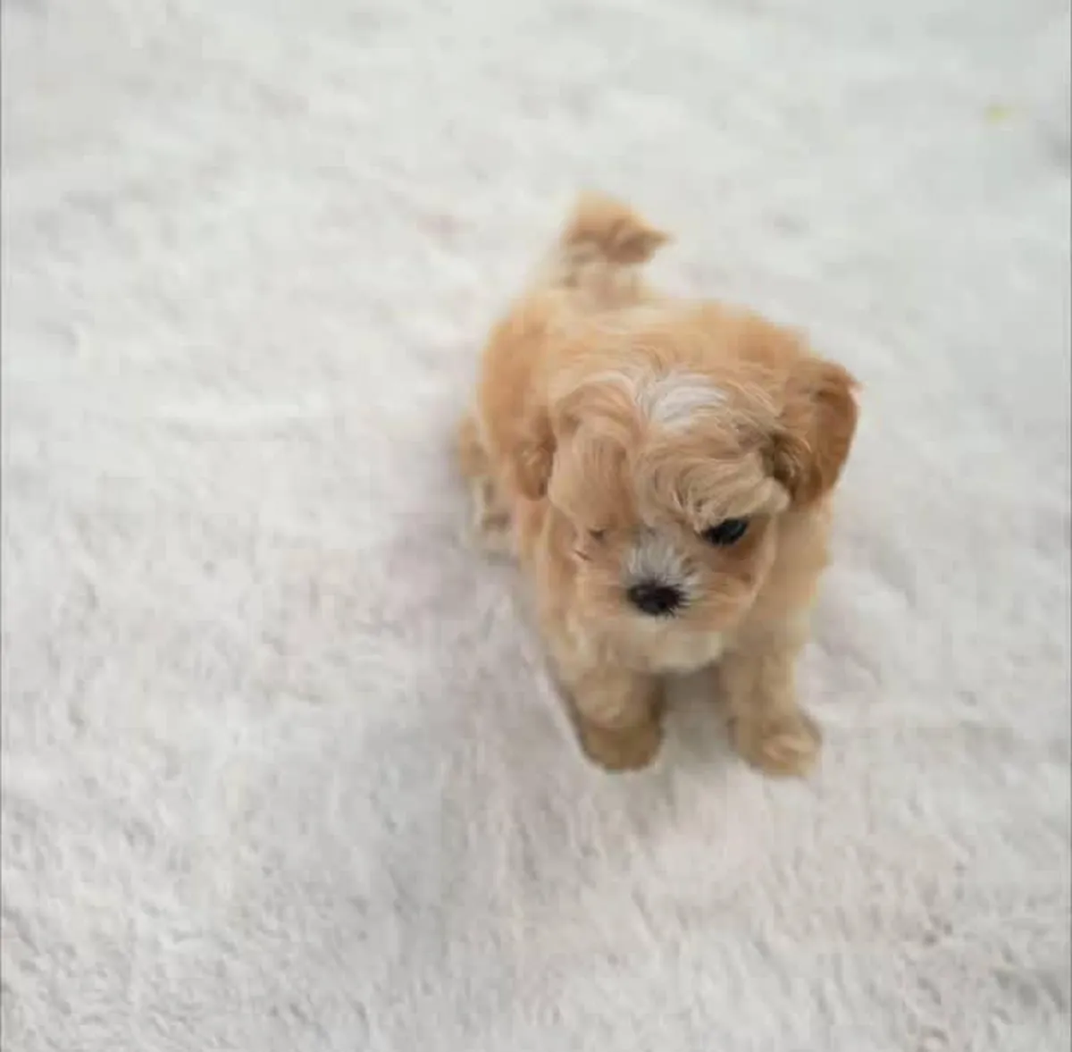 可爱的贵宾犬幼犬，完全训练好，寻找新家。