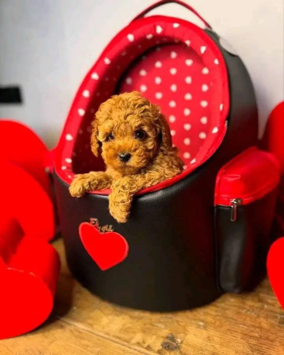 可爱的贵宾犬幼犬，乖巧且训练有素，寻找新家。