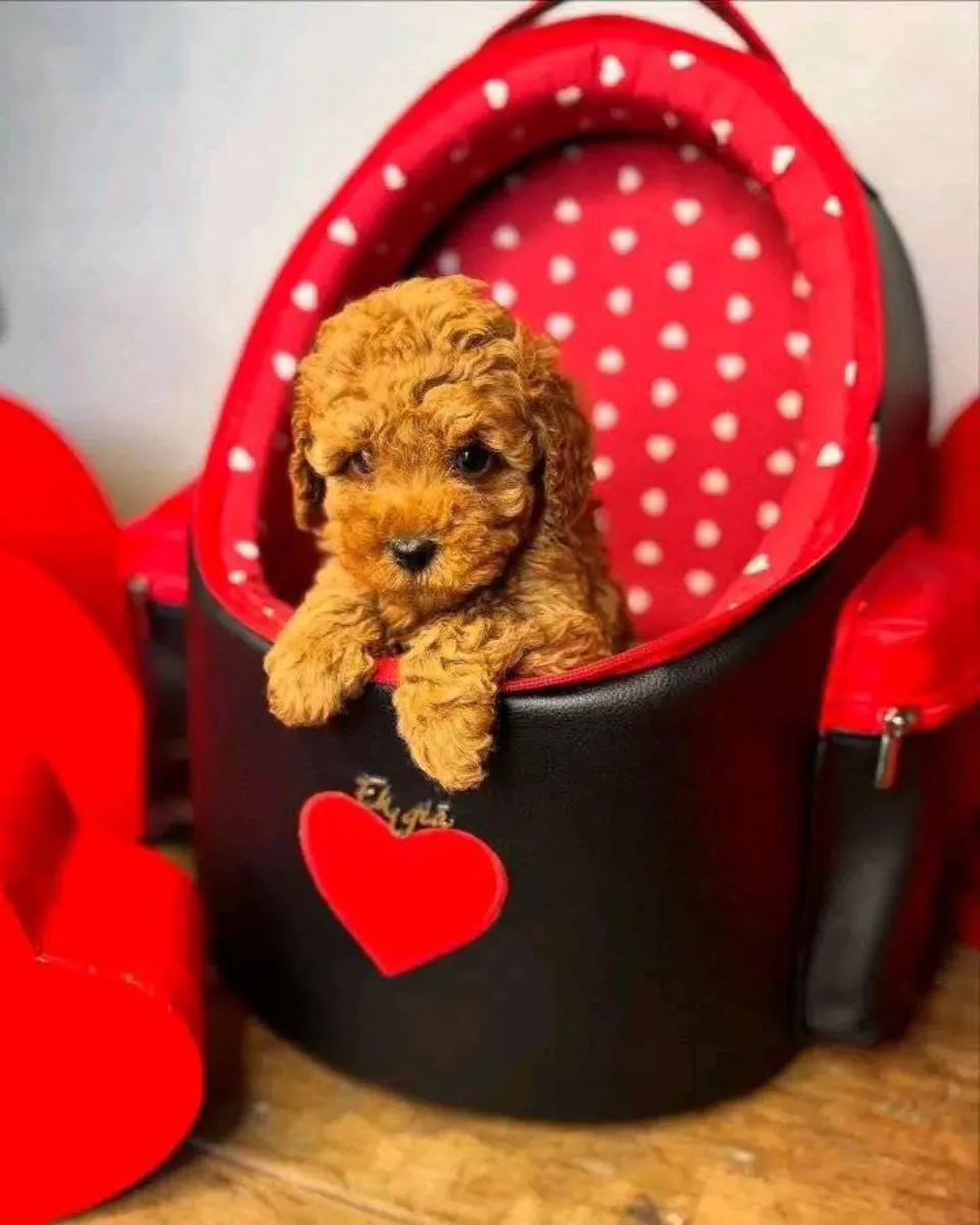 可爱的贵宾犬幼犬，乖巧且训练有素，寻找新家。
