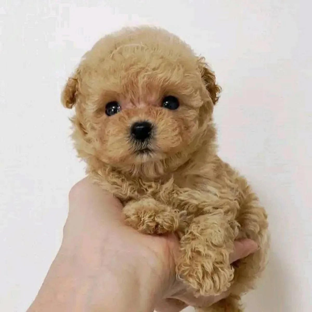 Des chiots caniche adorables, doux et bien élevés cherchent un nouveau foyer.