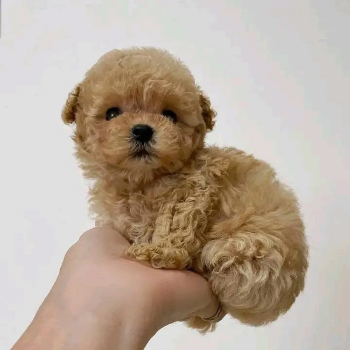 Des chiots caniche adorables, doux et bien élevés cherchent un nouveau foyer.
