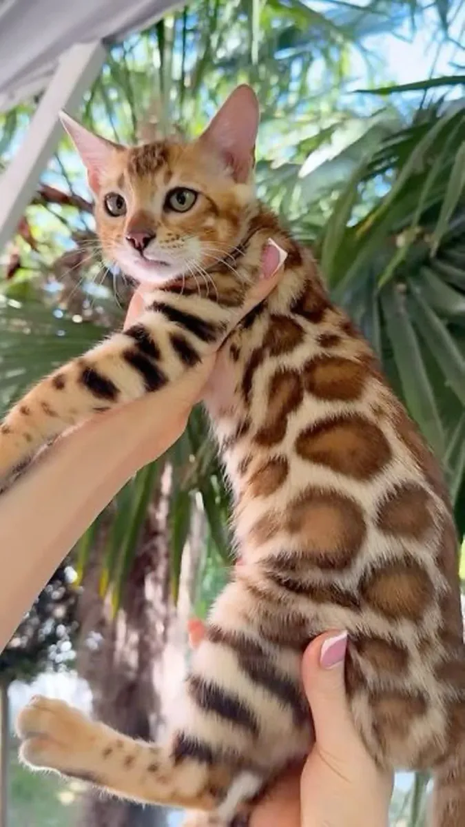 Gatitos Bengalíes disponibles