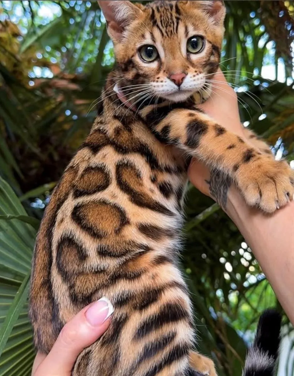 Gatitos Bengalíes disponibles
