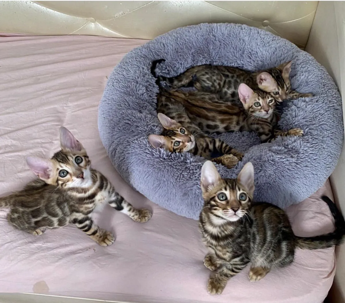 美丽的孟加拉小猫待重新领养