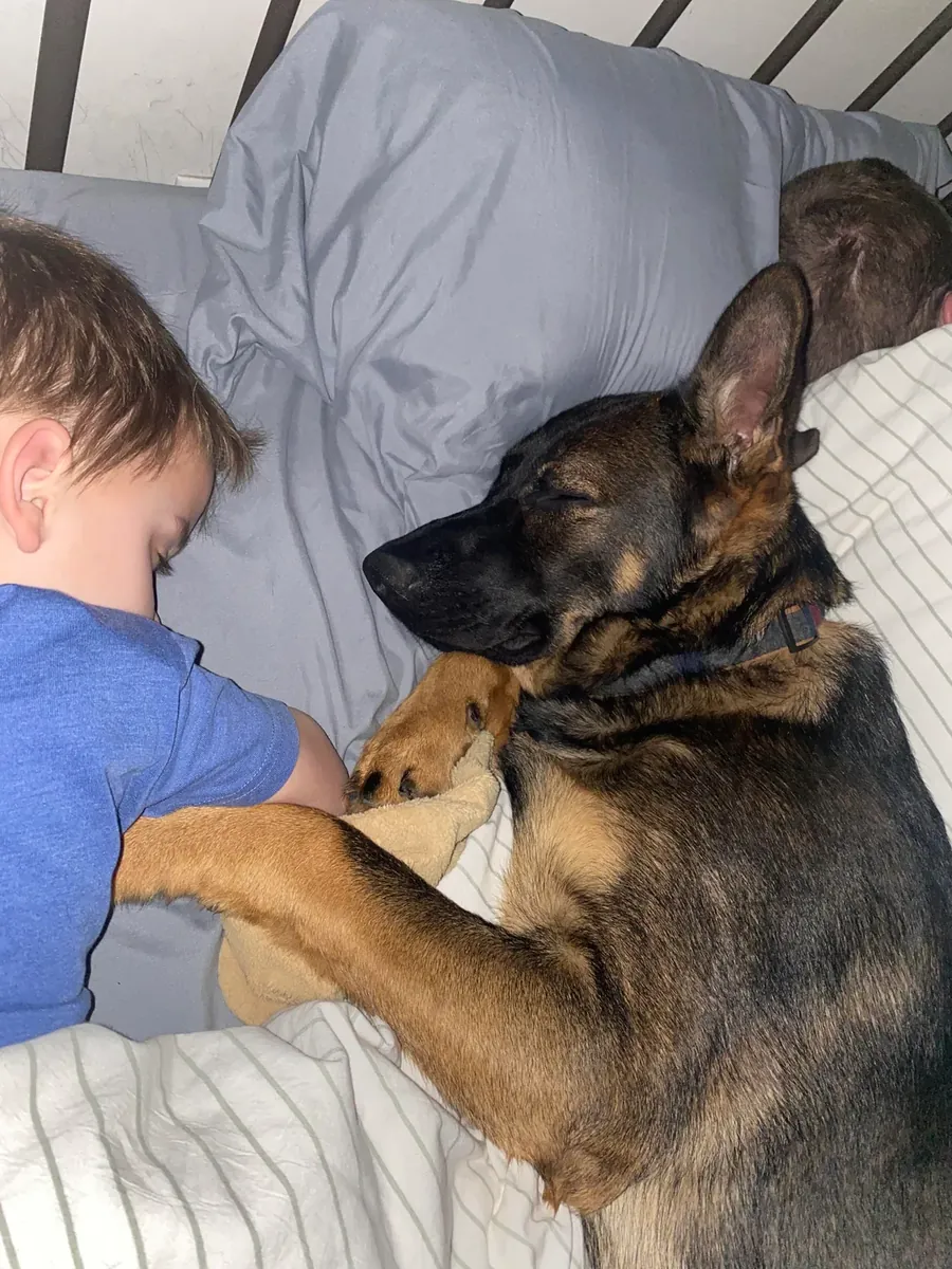 немецкая овчарка в новый дом