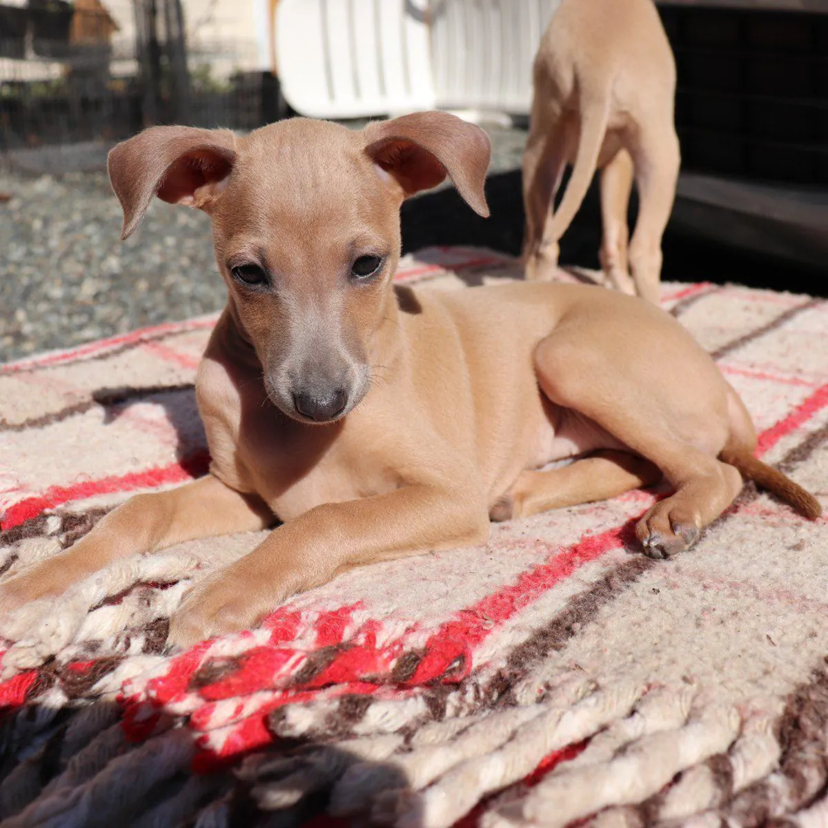 Şirin İtalyan Greyhound yavrusu