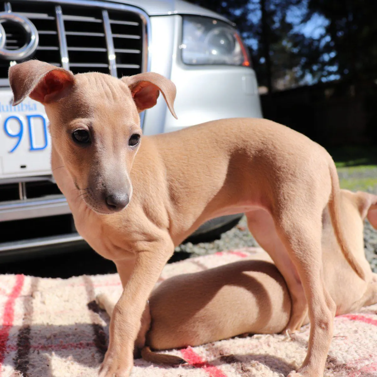 Akıllı ve hipoalerjenik İtalyan Greyhound yavruları evlat edinilmeye hazır