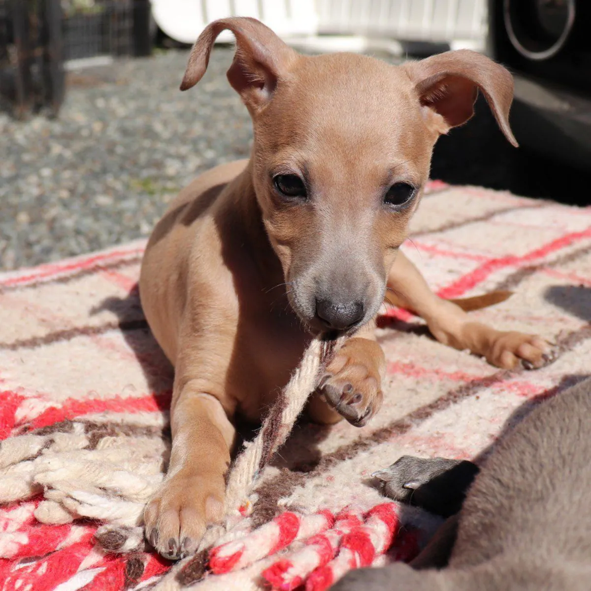 Güzel İtalyan Greyhound yavruları evlat edinmek için mevcut