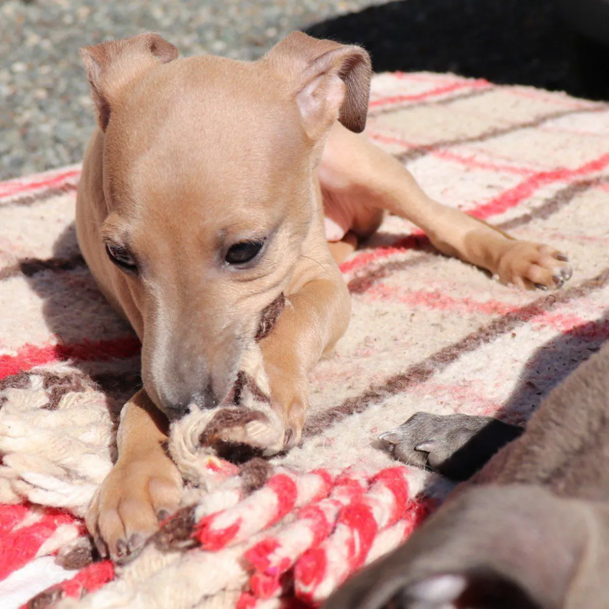 Sevimli İtalyan Greyhound yavruları evlat edinmek için mevcut