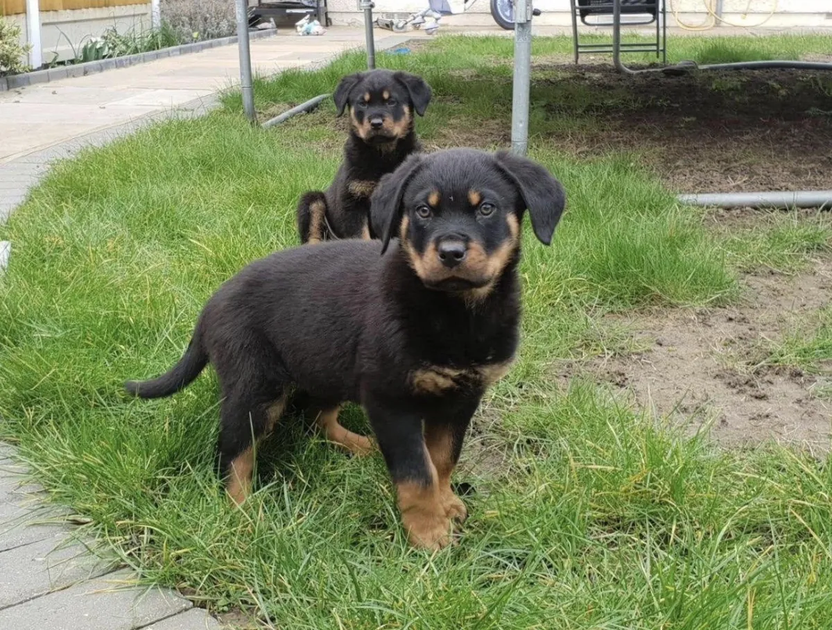 🐾🖤 МИЛЫЙ ЩЕНК РОТВАЙЛЕРА В 3 МЕСЯЦА НА УСЫНОВЛЕНИЕ 🖤🐾