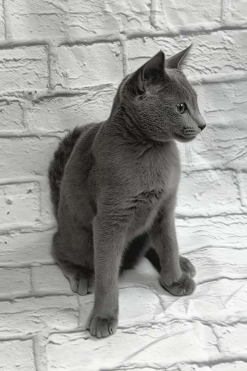Venta de gatitos machito azul ruso