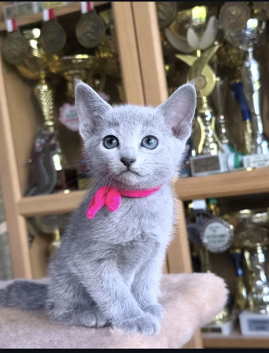 Venta de gatitos machito azul ruso