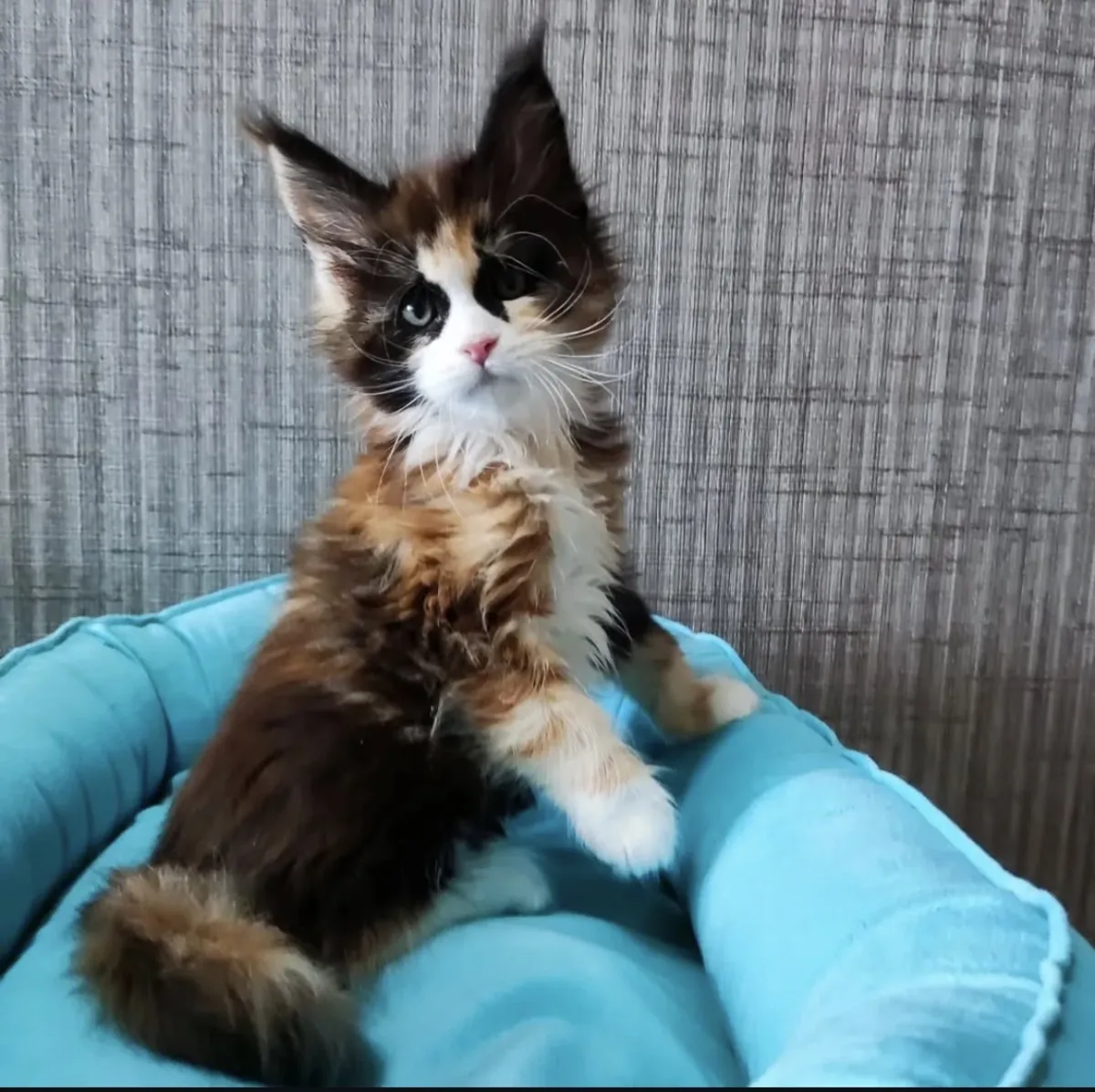 machos y hembras de Maine coon