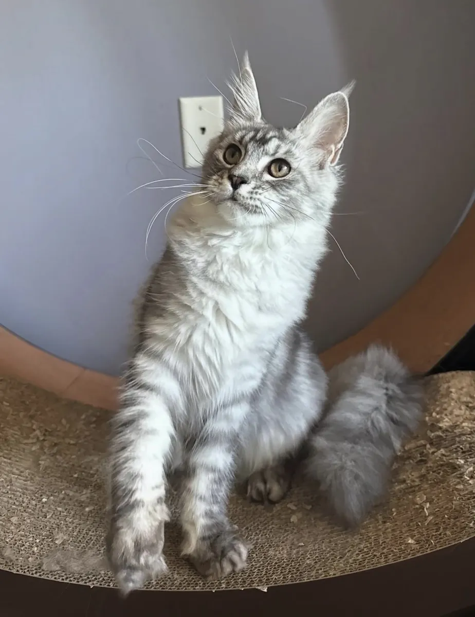 machos y hembras de Maine coon