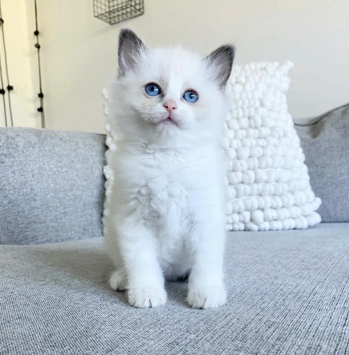 Hembra Blue bicolor Ragdoll