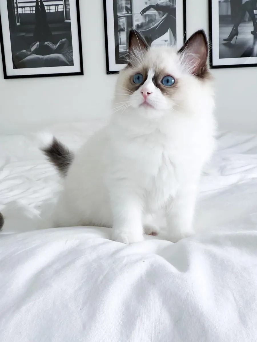 Hembra Blue bicolor Ragdoll