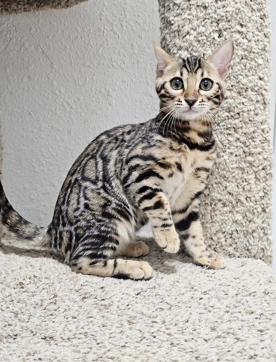 Gatos bengalí