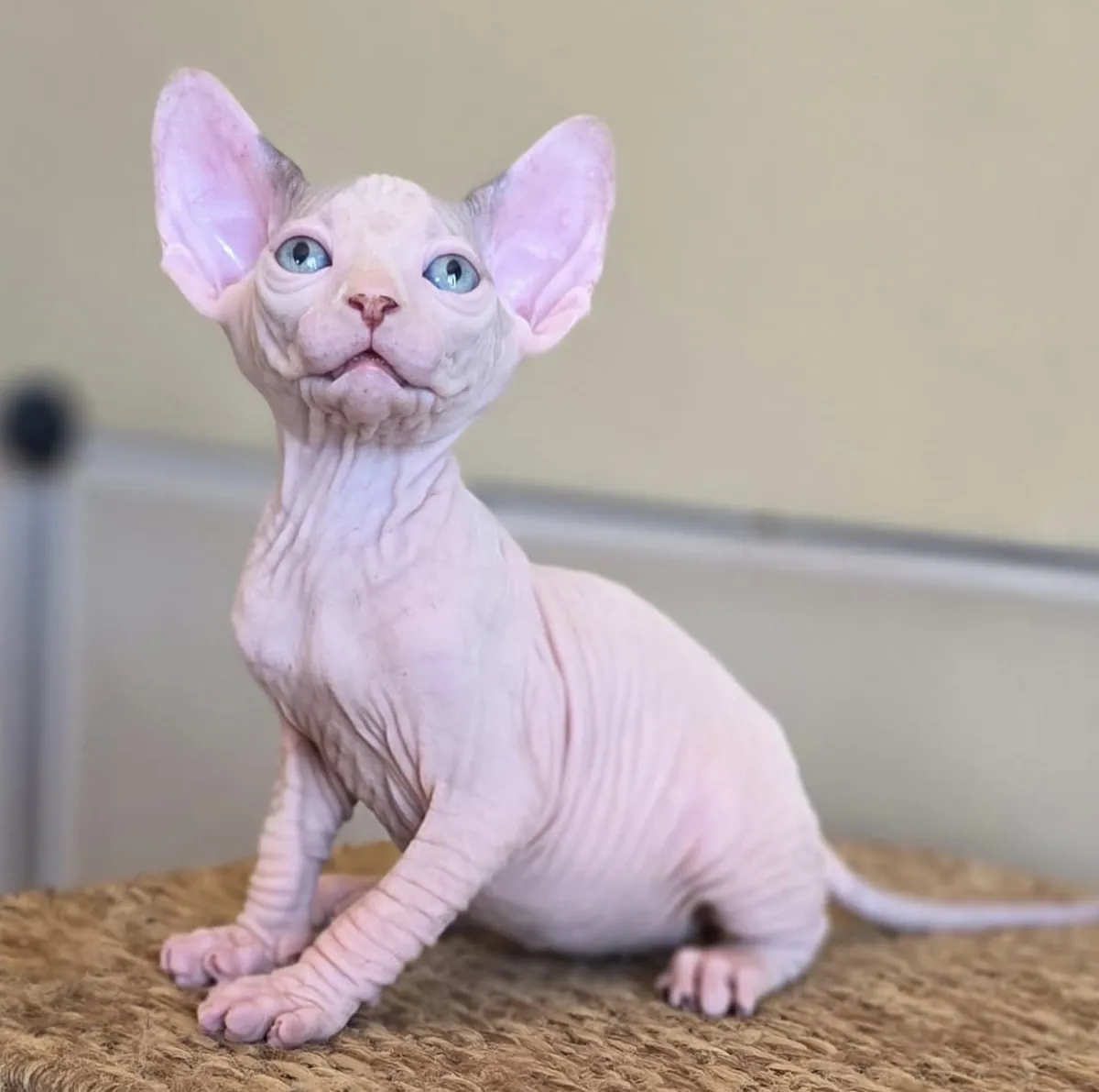 Gatitos Sphynx
