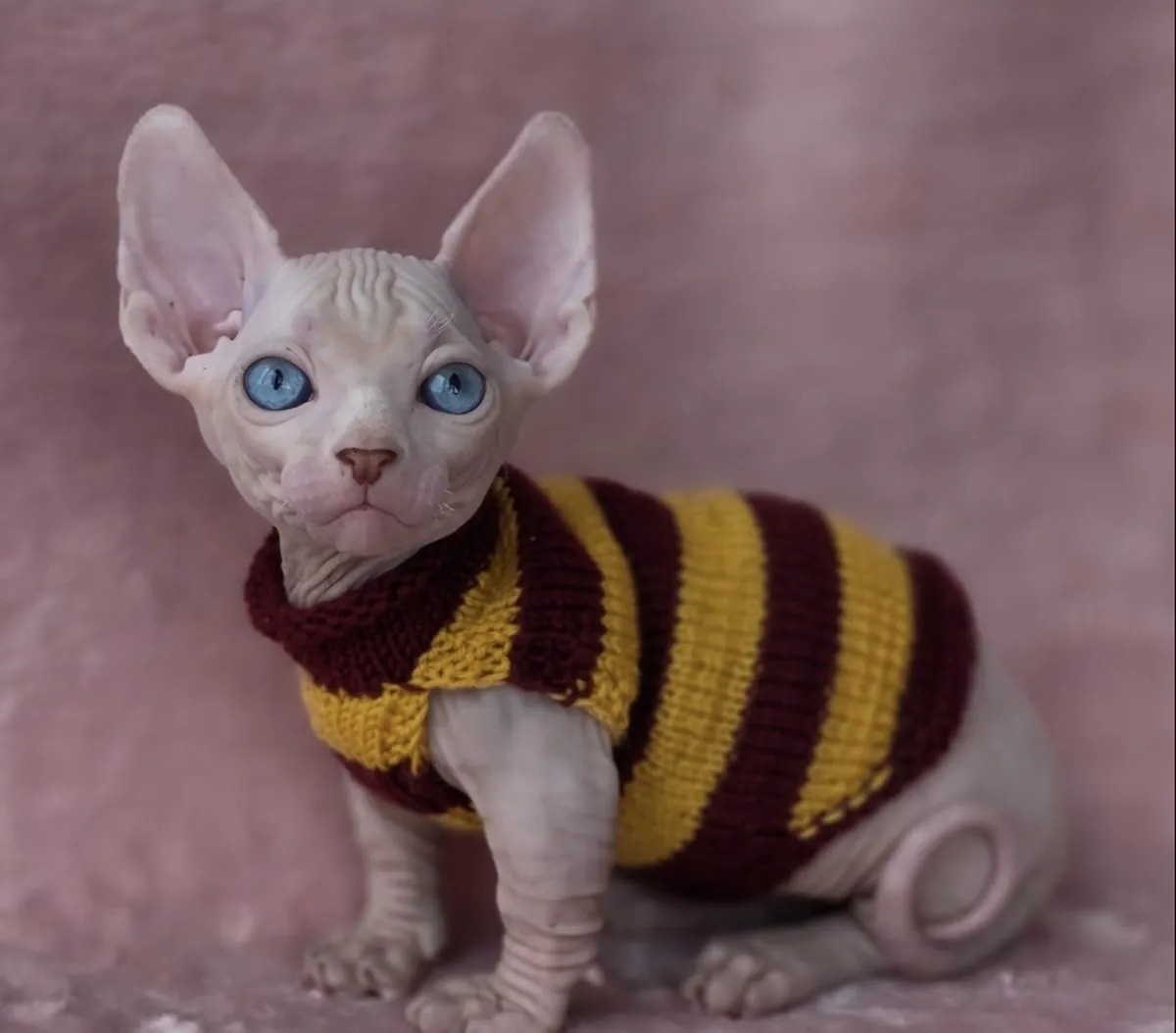 Gatitos Sphynx