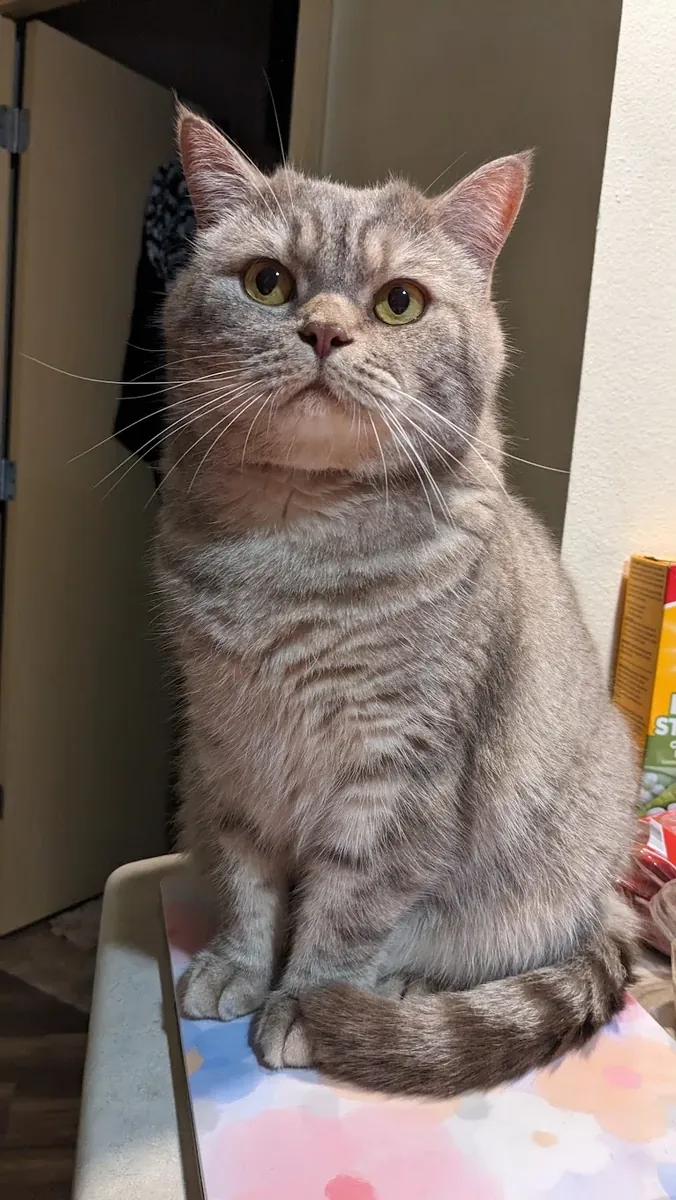 британская короткошерстная кошка, неприхотливая кошка