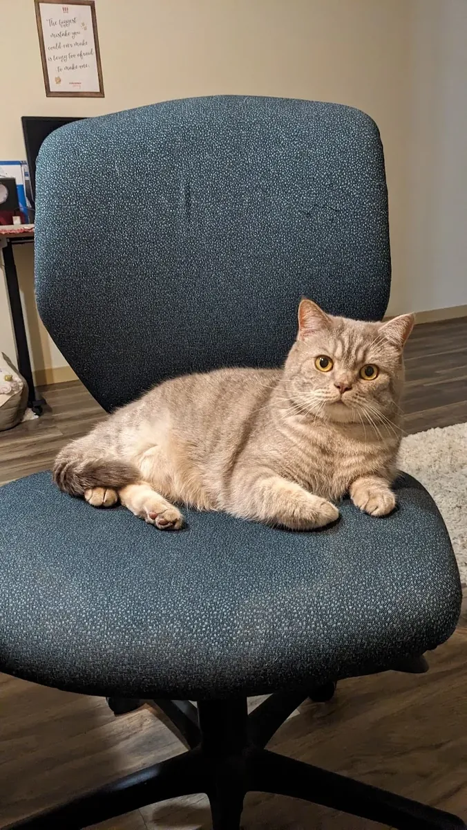 британская короткошерстная кошка, неприхотливая кошка