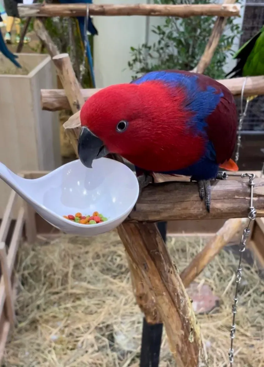 попугай эклектус