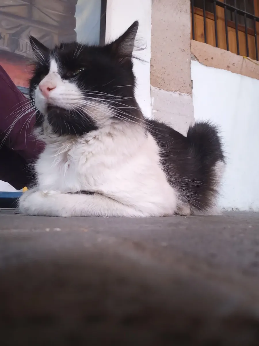 пристройство для кошки породы манчкин