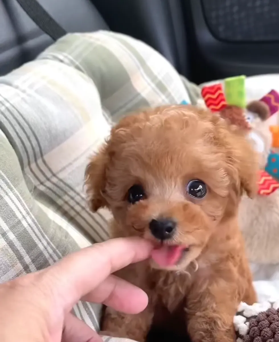 购买母贵宾犬