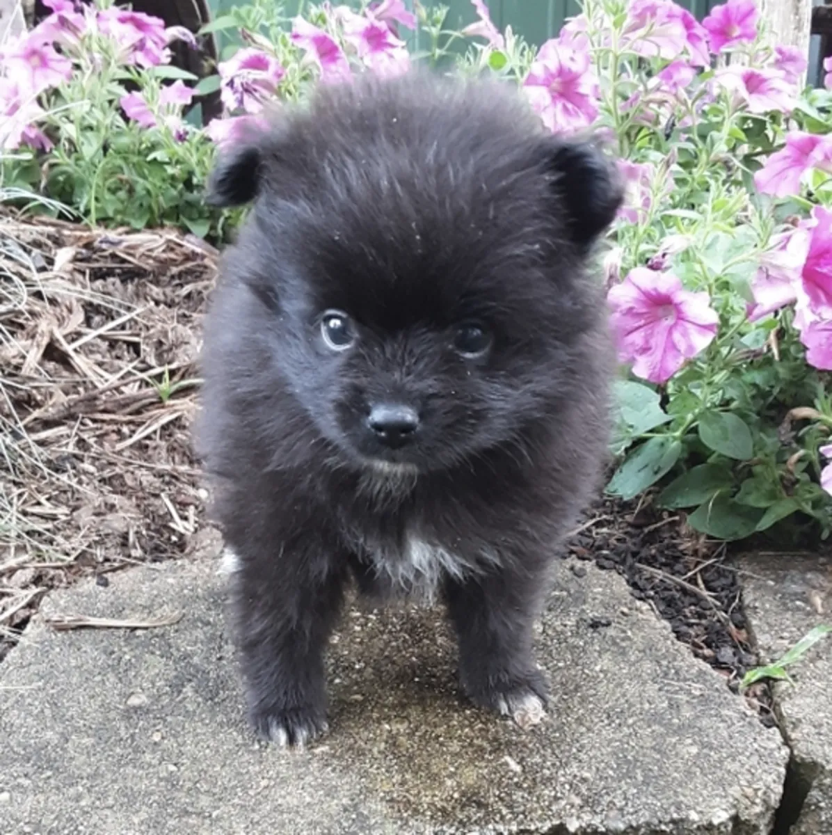 购买一只博美犬幼崽