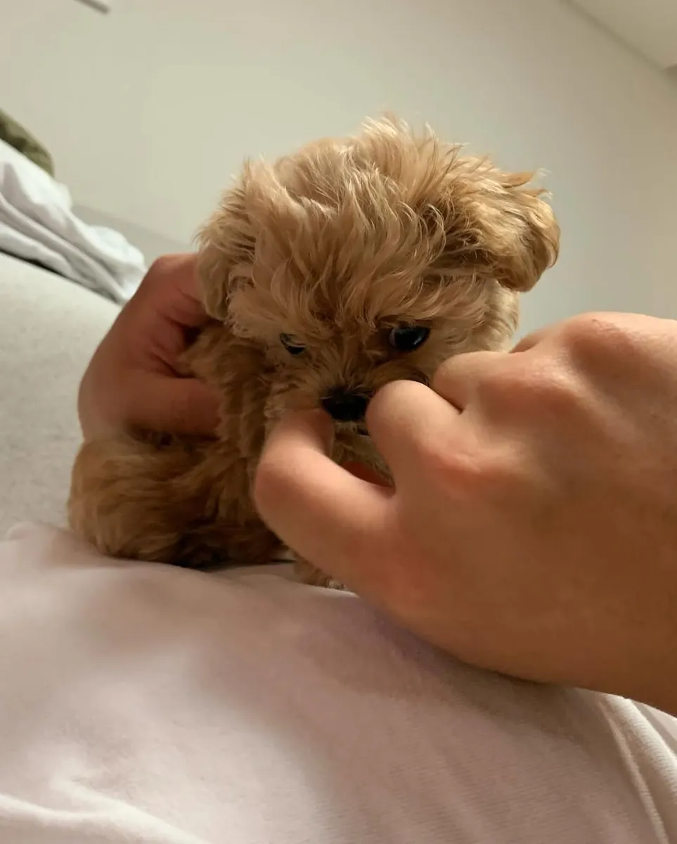 出售马尔济斯犬幼犬