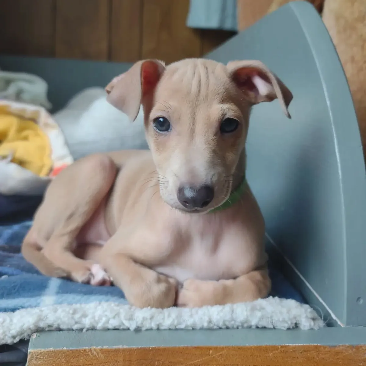 可爱的雄性和雌性意大利灵缇幼犬可供出售