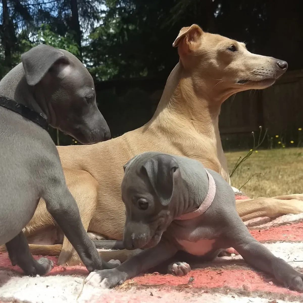 We have  Male and Female Italian Greyhound Puppies Available
