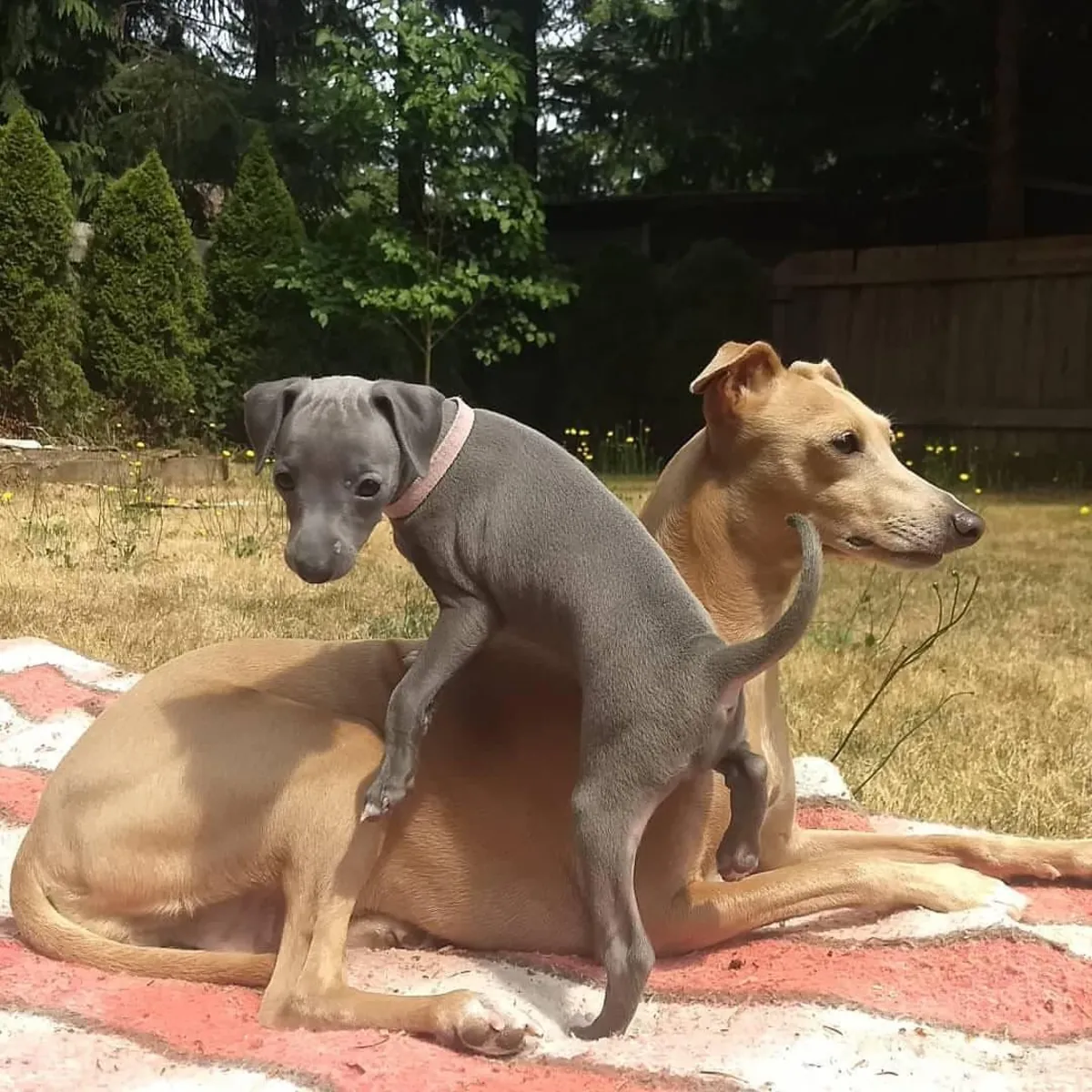 We have  Male and Female Italian Greyhound Puppies Available