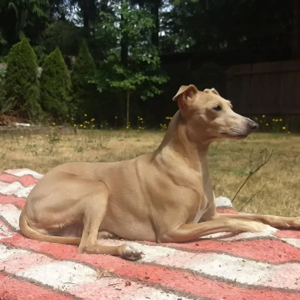 可爱的雄性和雌性意大利灵缇幼犬可供出售