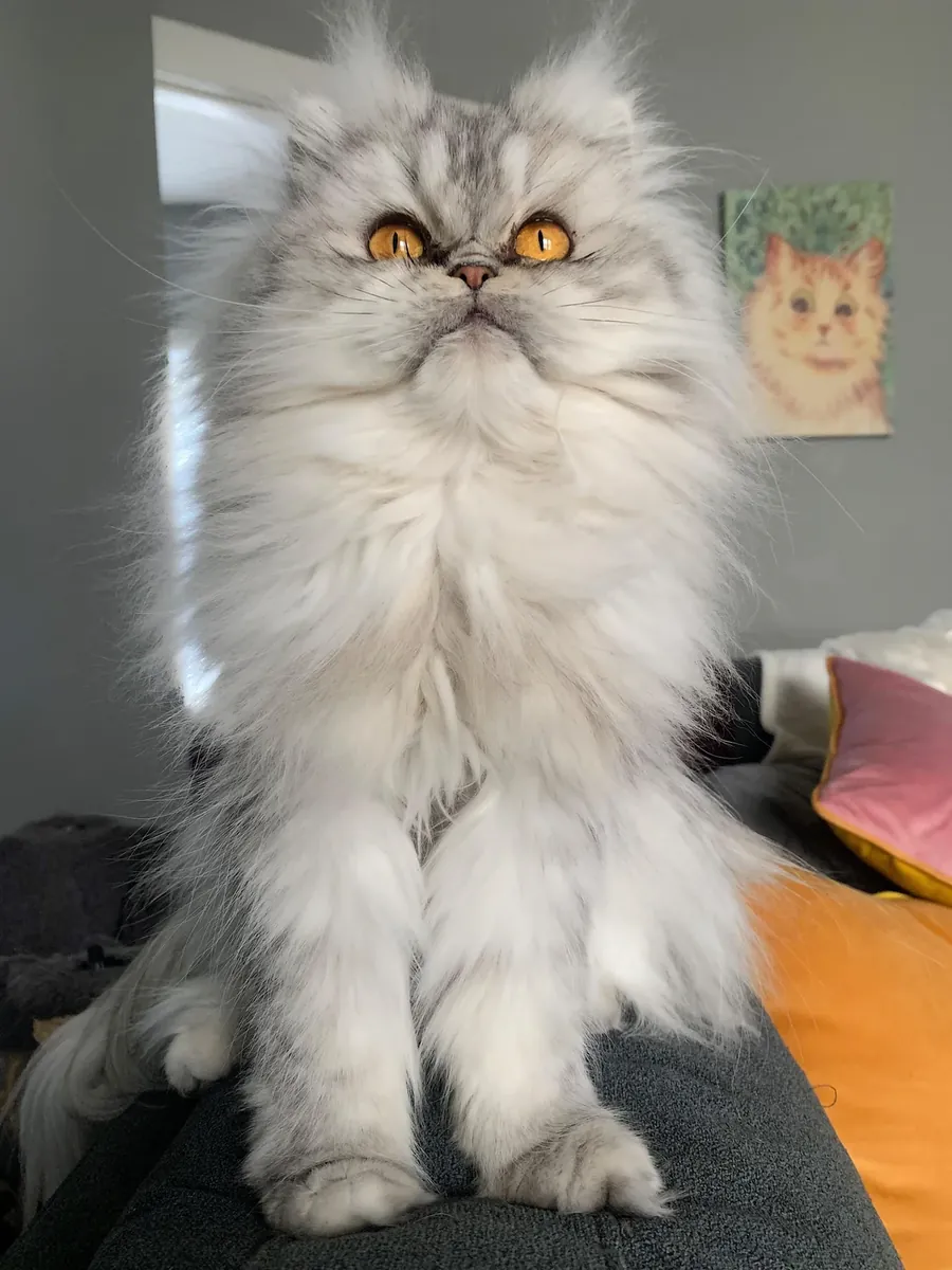 спокойная персидская кошка