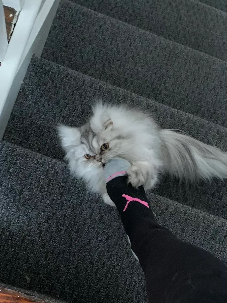 спокойная персидская кошка