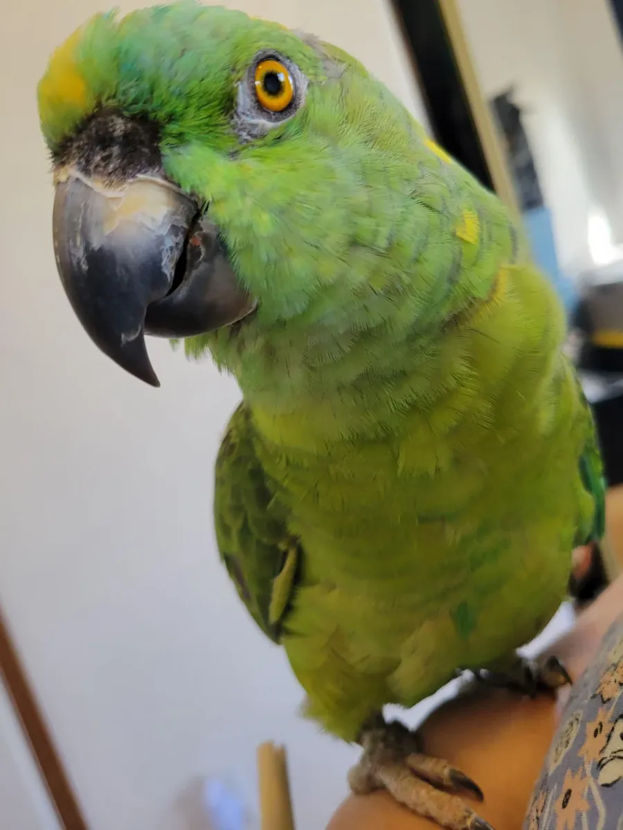 их амазонки