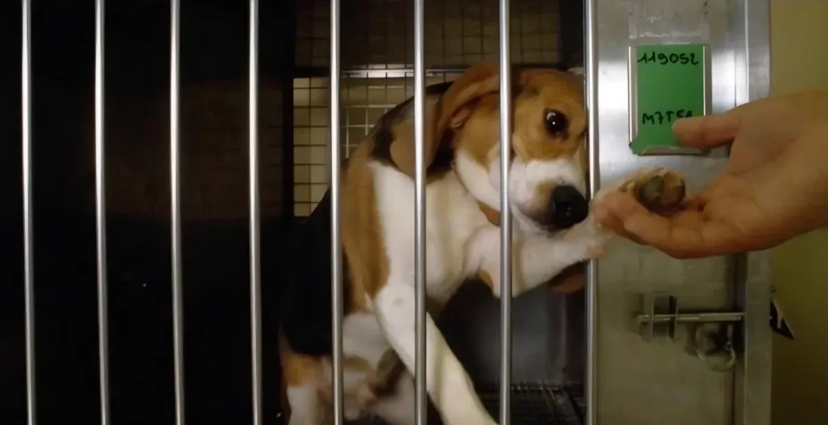 активный бигль