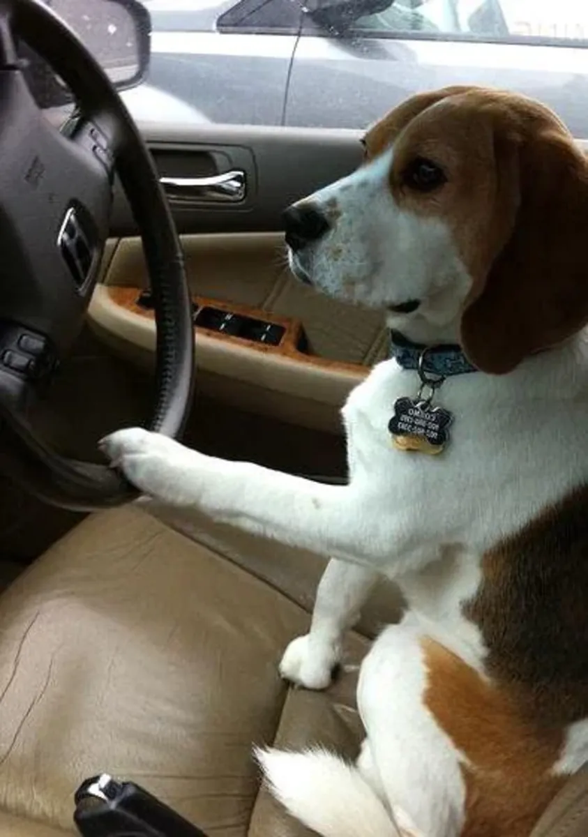 активный бигль