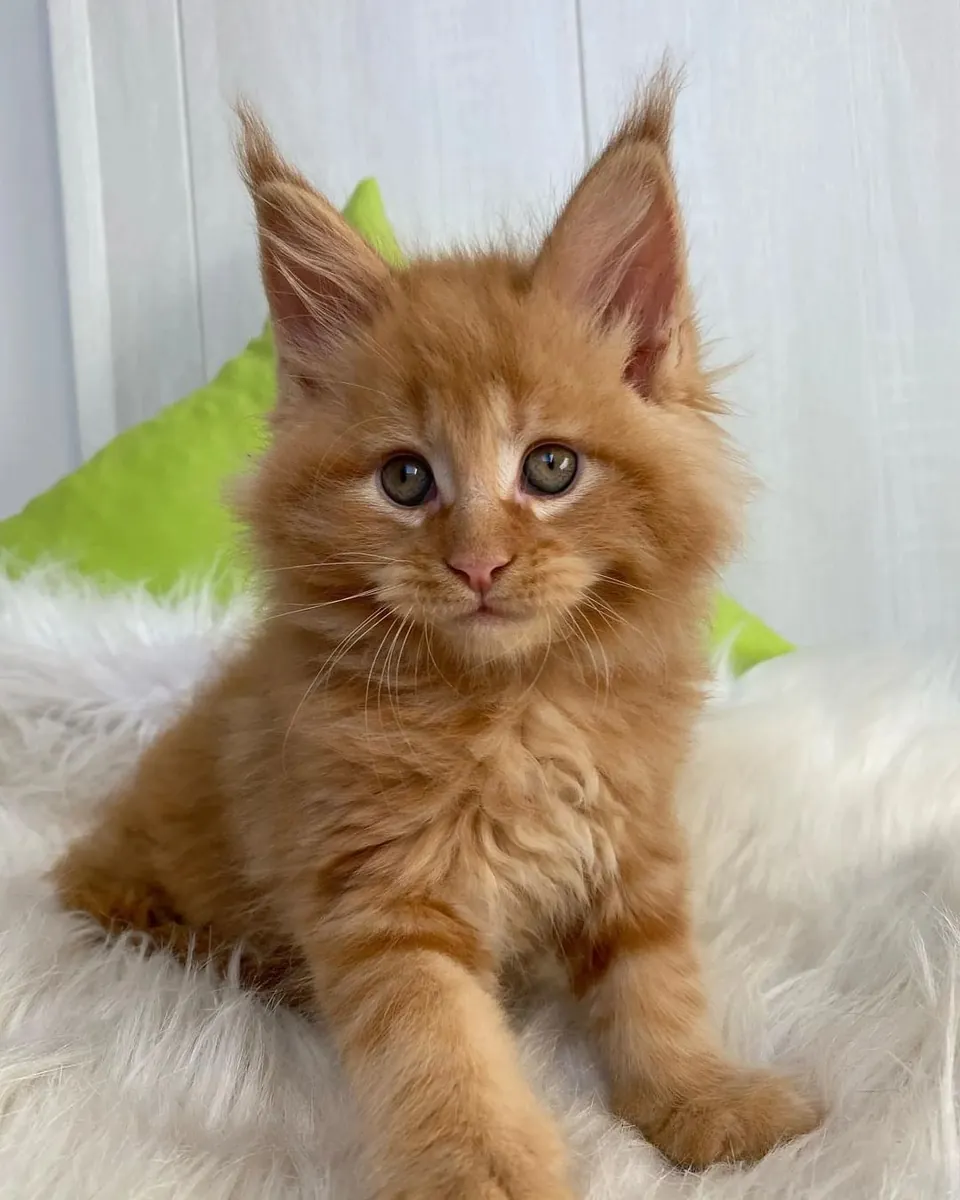 寻找温暖家庭的缅因猫小猫