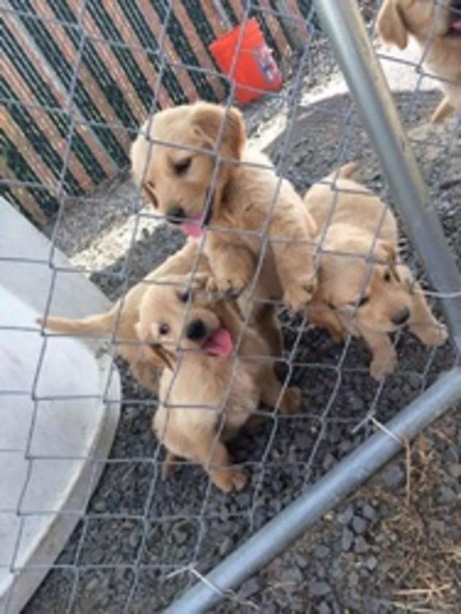 Well-Socialized Golden retriever puppies