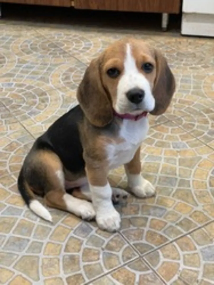 Healthy Beagle Puppies
