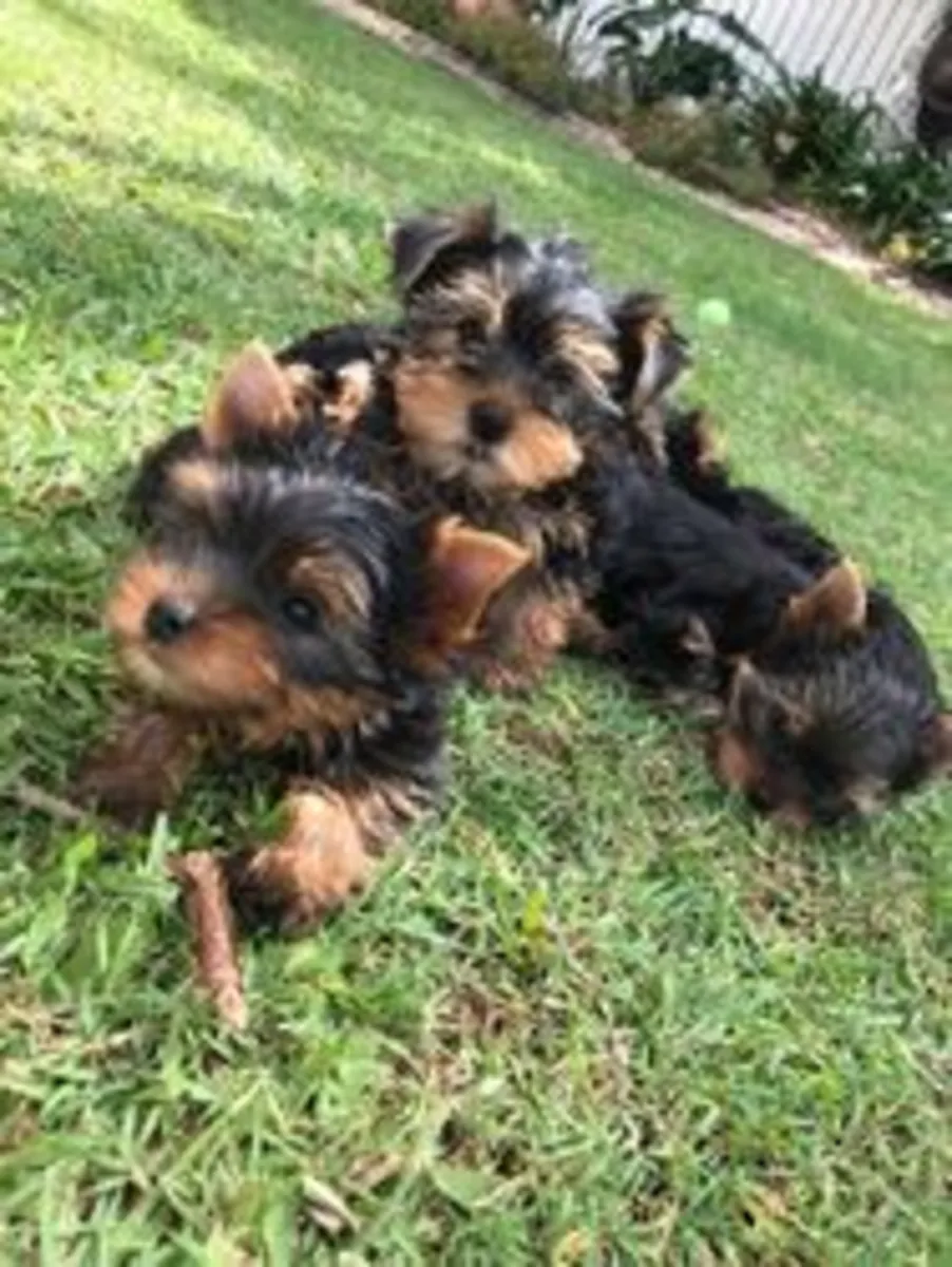 We have yorkie pups looking for a new home