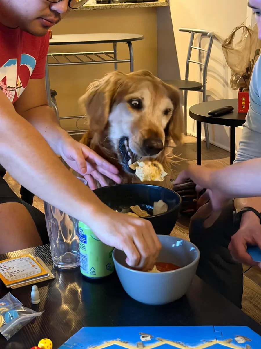 Золотистый ретривер ищет новый дом.