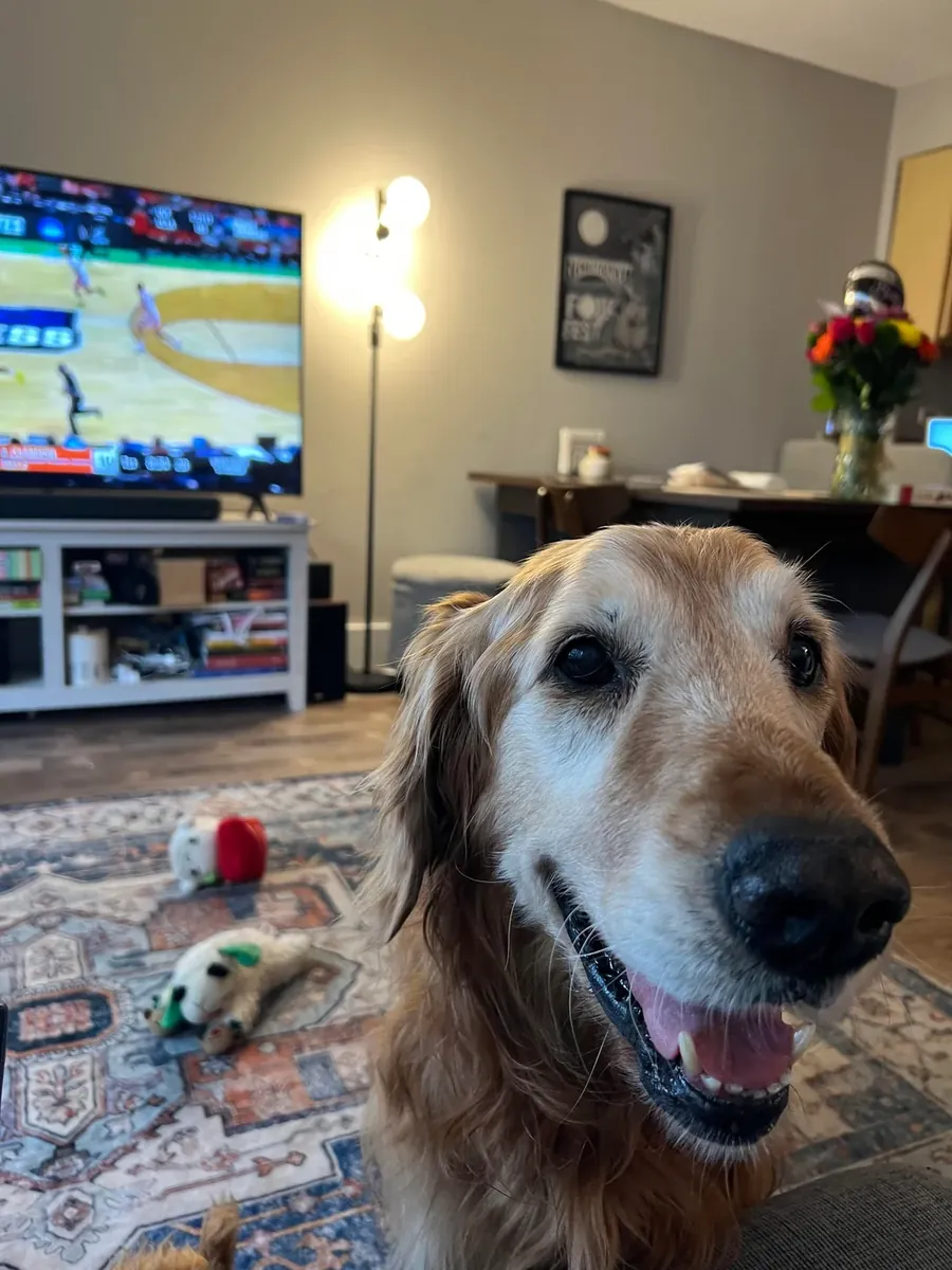 Золотистый ретривер ищет новый дом.