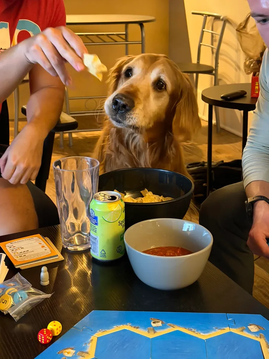 Золотистый ретривер ищет новый дом.