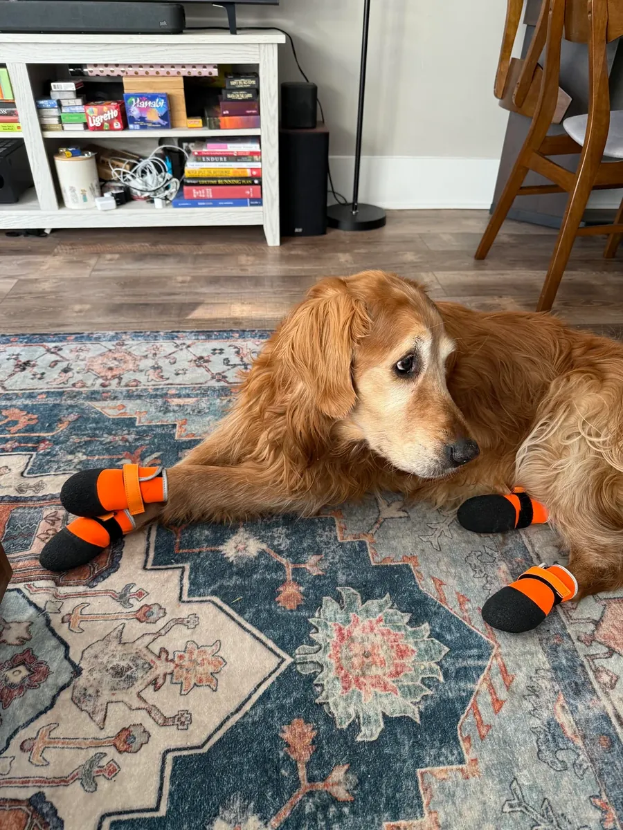 Золотистый ретривер ищет новый дом.